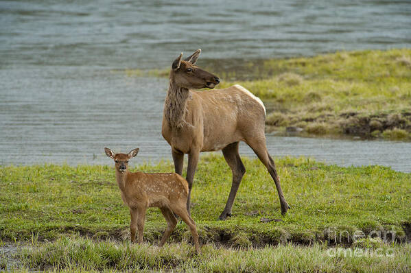 Elk Poster featuring the photograph The Two Of Us by Sandra Bronstein