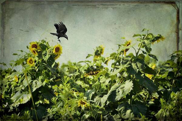 Birds Poster featuring the photograph The Visitor by Jan Amiss Photography