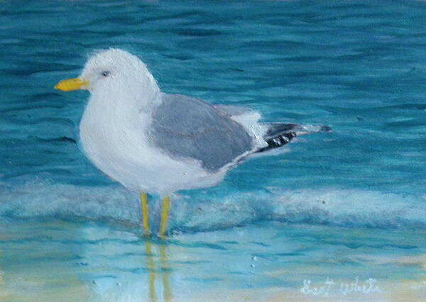 Beach Bird Seagull Water Seascape Ocean Wave Artist Scott White Poster featuring the painting The Water's Cold by Scott W White