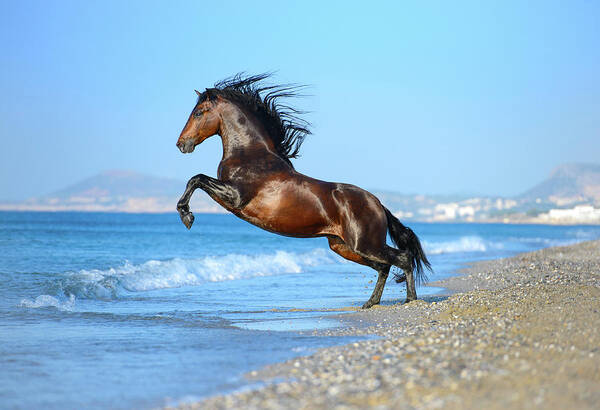 Russian Artists New Wave Poster featuring the photograph The Wave. Andalusian Horse by Ekaterina Druz