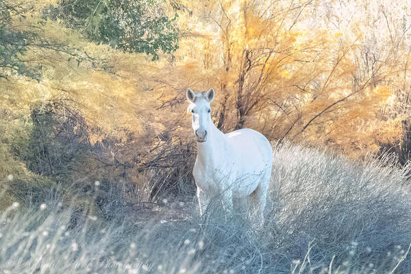 Salt River Wild Horses Poster featuring the photograph The Wild One by Ronald Hunt