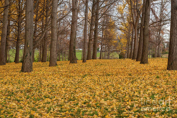 The Yellow Leaves Of Fall Carpet The Ground Below A Ginkgo Biloba