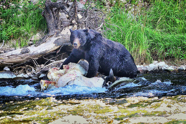 Grizzly Poster featuring the photograph This Is Mine by Greg Norrell