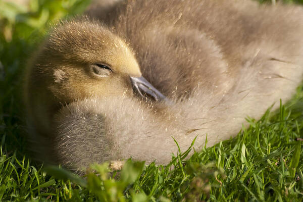 Gosling Poster featuring the photograph This little guy needs a nap by Sven Brogren