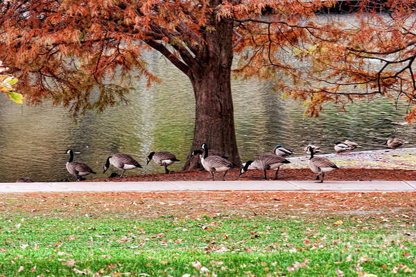 Geese Poster featuring the photograph This Way Ladies by Joan Bertucci