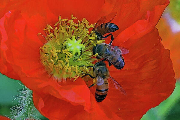 Three Bees Poster featuring the photograph Three Bees At Lunch by Hazel Vaughn