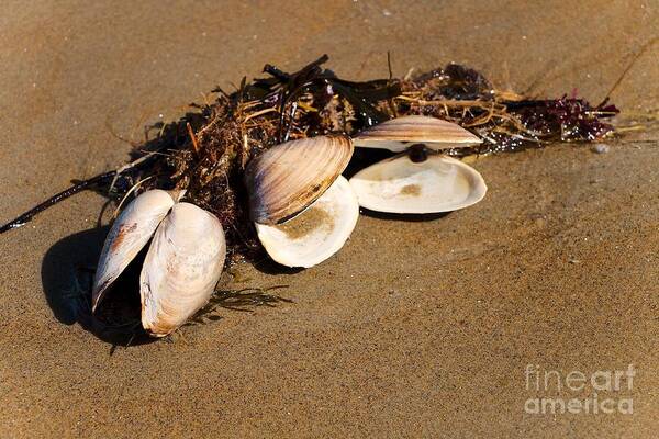 Quahog Shell Poster featuring the photograph Three Little Shells by Elizabeth Dow