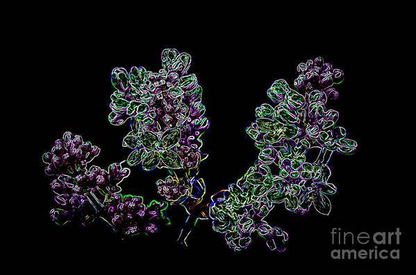 Lilacs Poster featuring the digital art Three Neon Lilacs by Brenda Landdeck