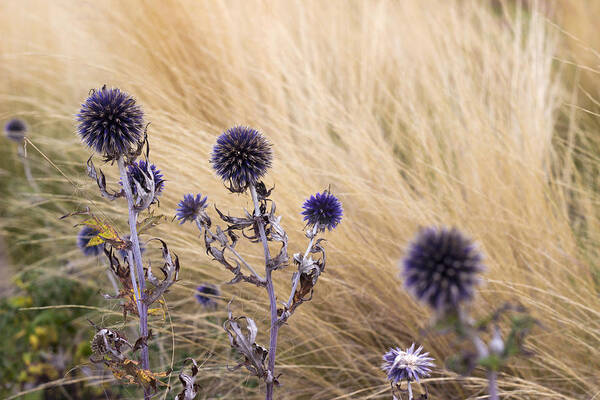 Dry Flowers Poster featuring the photograph Three purple echinops by Helga Novelli
