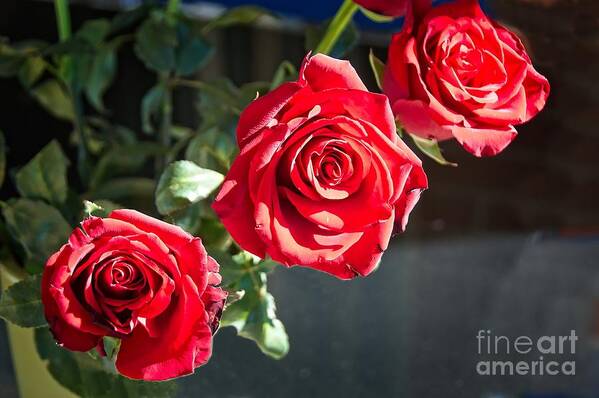 Nature Poster featuring the photograph Three red roses in full bloom. by Geoff Childs