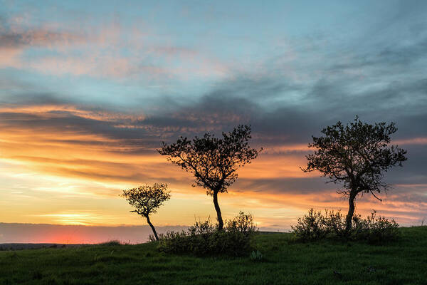 Sunset Poster featuring the photograph Three Trees On A Hill by Denise Bush