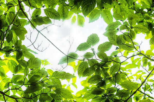 Leaves Poster featuring the photograph Through the leaves by David Coblitz