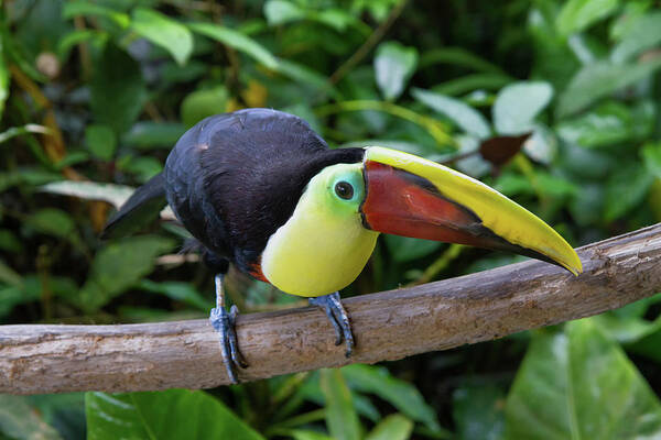 Nature Poster featuring the photograph Tico Toucan by Arthur Dodd