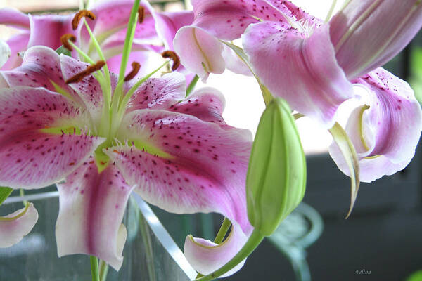 Photography Poster featuring the photograph Tiger Lilies by Julianne Felton