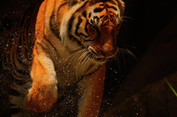 Tiger Poster featuring the photograph Tiger playing in the water by Flees Photos