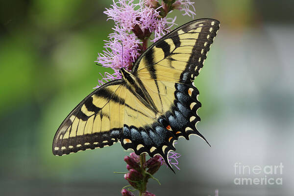 20160722-a77m2-01240-original.png Poster featuring the photograph Tiger Swallowtail Butterfly 01240 by Robert E Alter Reflections of Infinity