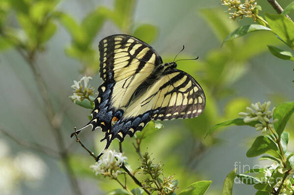 Tiger Swallowtail Butterfly Poster featuring the photograph Tiger Swallowtail Butterfly in the Privet 2 by Robert E Alter Reflections of Infinity