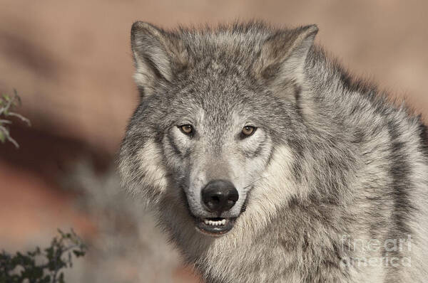 Wolves Poster featuring the photograph Timber Wolf Portrait by Sandra Bronstein