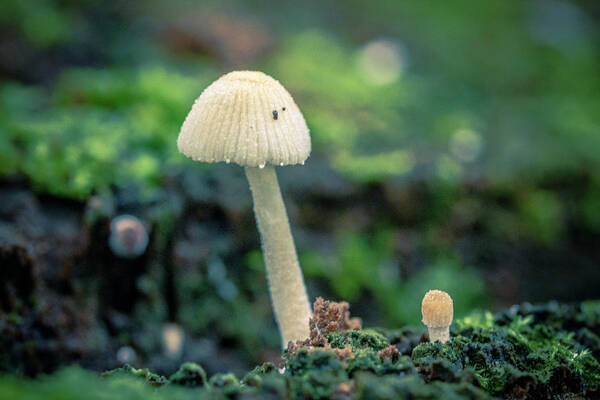 Colombia Poster featuring the photograph Tiny Mushroom Jardin Botanico del Quindio Colombia by Adam Rainoff