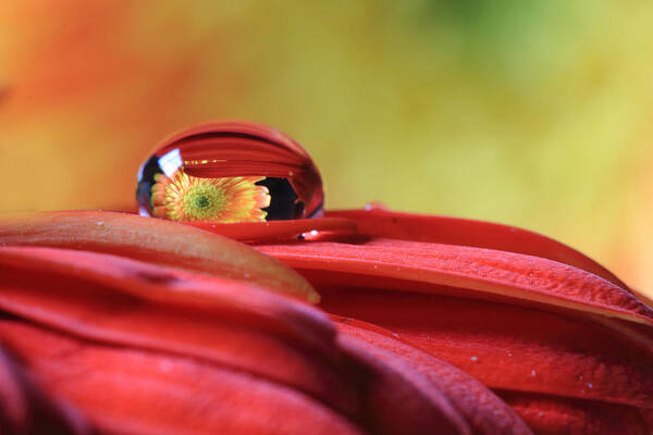 Gerbera Daisy Poster featuring the photograph Tiny Water Drop Reflections by Angela Murdock