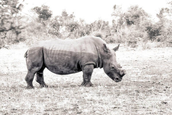 Rhino Poster featuring the photograph To Survive by Juergen Klust