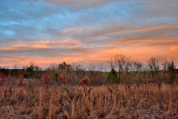 Trees Poster featuring the photograph Todays Art 2473 by Lawrence Hess