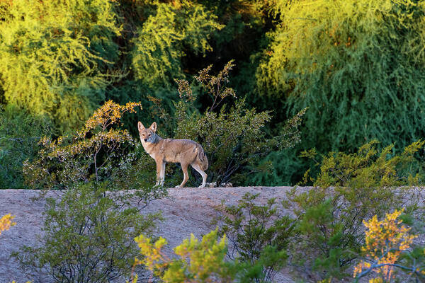 Coyote Poster featuring the photograph Today's Coyote by Douglas Killourie