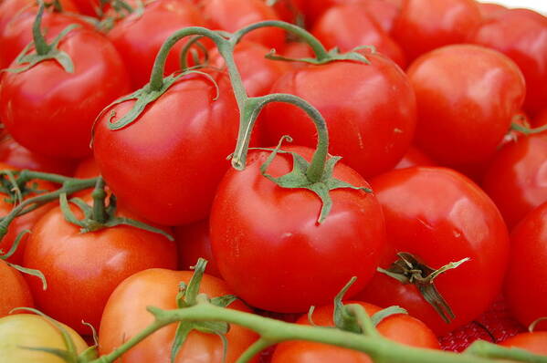 Vegetables Poster featuring the photograph Tomatoes by Amy Fose