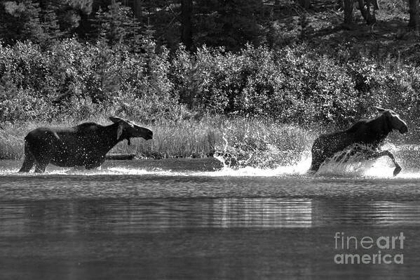 Moose Poster featuring the photograph Too Close For Comfort Black And White by Adam Jewell