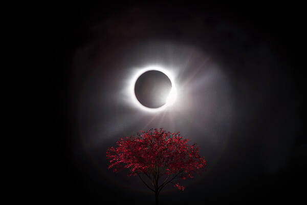 American Poster featuring the photograph Total Eclipse of the Sun in Art Diamond Ring and Tree by Debra and Dave Vanderlaan