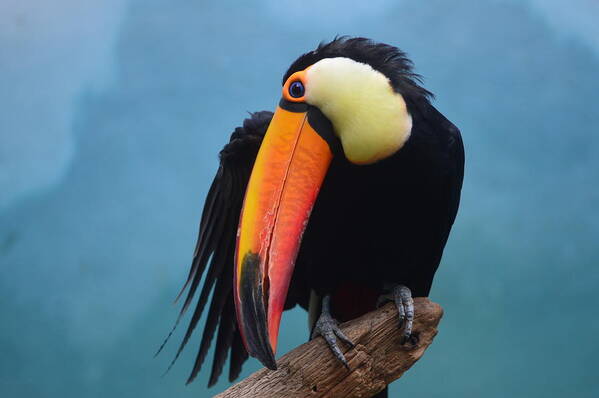  Poster featuring the photograph Toucan by Brian Morales