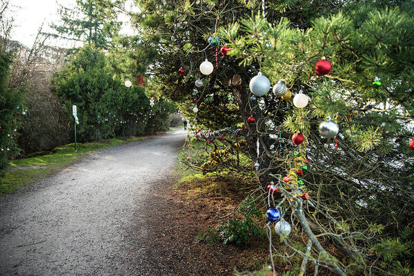 Trail Decorations Poster featuring the photograph Trail Decorations by Tom Cochran