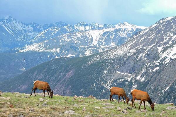 Elk Poster featuring the photograph Trail Ridge Elk by Connor Beekman