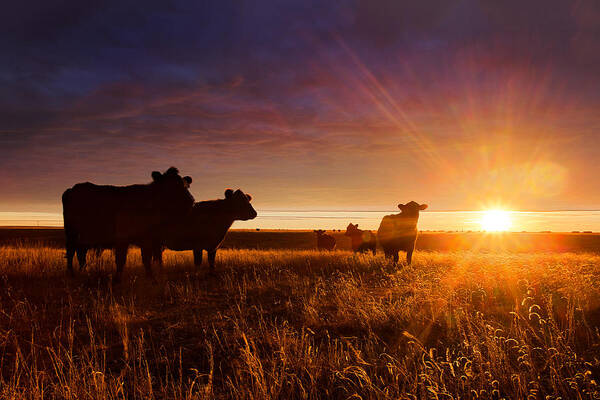 Cattle Poster featuring the photograph Tranquil by Thomas Zimmerman