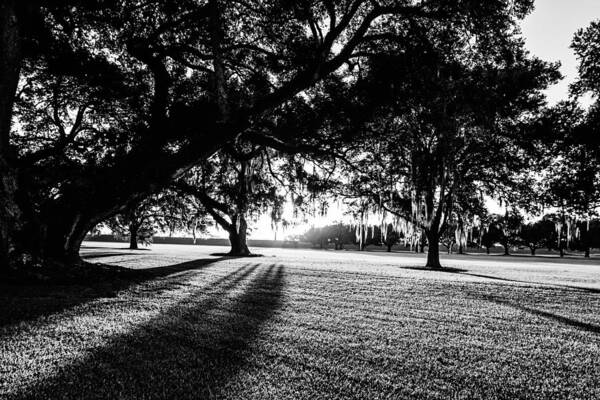 Oak Poster featuring the photograph Tranquility Amongst the Oaks by Scott Pellegrin