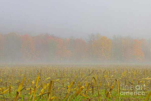 Cornfield Poster featuring the photograph Transitioning by Alice Mainville