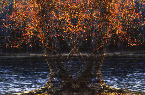 Abstract Poster featuring the photograph Tree Apparitions  by Irwin Barrett