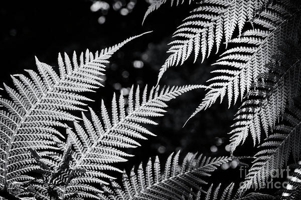 Dicksonia Antarctica Poster featuring the photograph Tree Fern Light by Tim Gainey