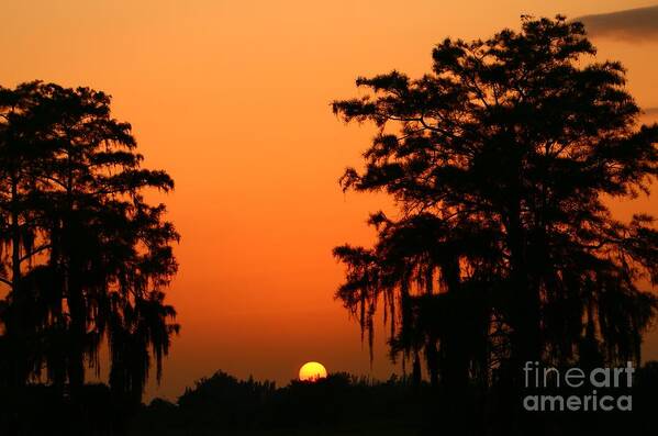 Tree Poster featuring the photograph Tree Flanked Sunset by Tom Claud