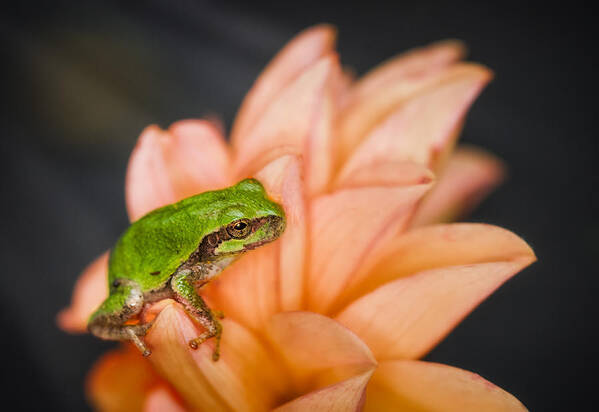 Animals Poster featuring the photograph Tree Frog in the Blossoms by Rikk Flohr