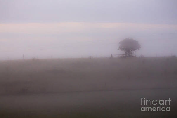 Tree Poster featuring the photograph Tree in mist in paddock by Sheila Smart Fine Art Photography