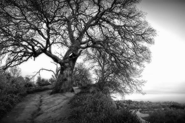 Sun Poster featuring the photograph Tree On Ridge - Black And White by Serena King