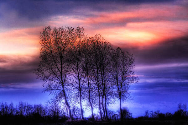 Countryscape Poster featuring the photograph Trees and twilight by Roberto Pagani