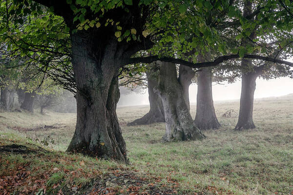 Ireland Poster featuring the photograph Trees in Autumn Mist by Sublime Ireland