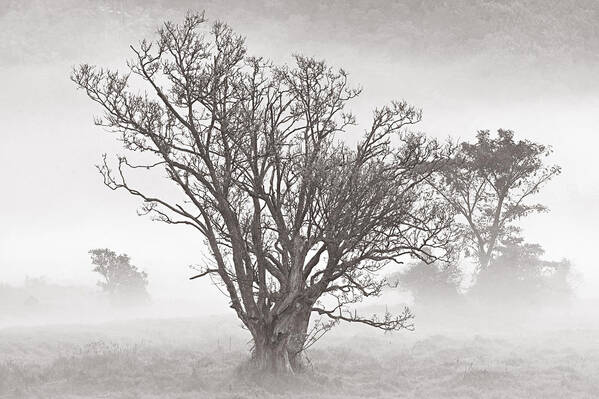 Tree Poster featuring the photograph Trees in Mist- St Lucia by Chester Williams