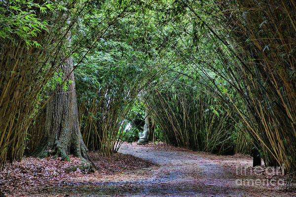 Landscape Poster featuring the photograph Trees Over Path Buddha Louisiana by Chuck Kuhn