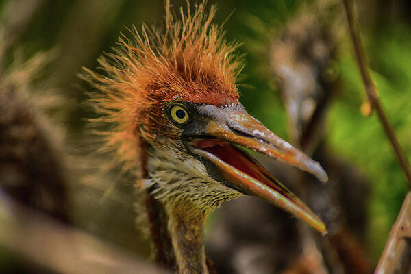 Heron Poster featuring the photograph Tri Colored Heron Chick by Dick Hudson