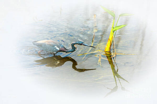 Tricolored Heron Poster featuring the photograph Tricolored Heron On the Prowl by Rene Triay FineArt Photos