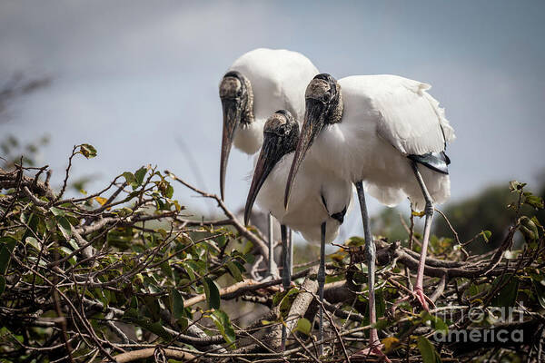 Trio Poster featuring the photograph Trio of Wood Storks by Jim Gillen