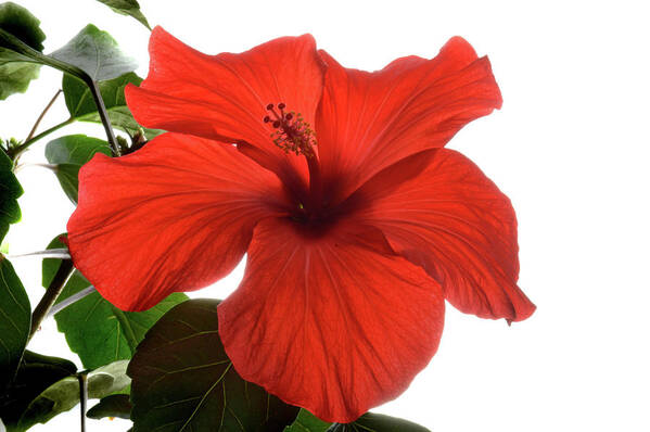 Hibiscus Poster featuring the photograph Tropical Bloom. by Terence Davis